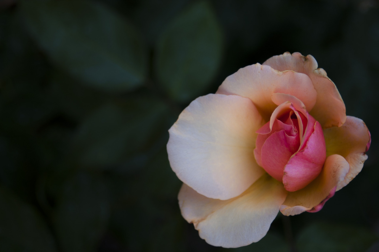 Te regalo una rosa - Página 7 Tumblr_ntq97ajWVF1qgjj6mo1_1280