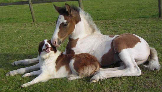 funny cute dogs equine horses equestrian dalmation samsonthegsd •