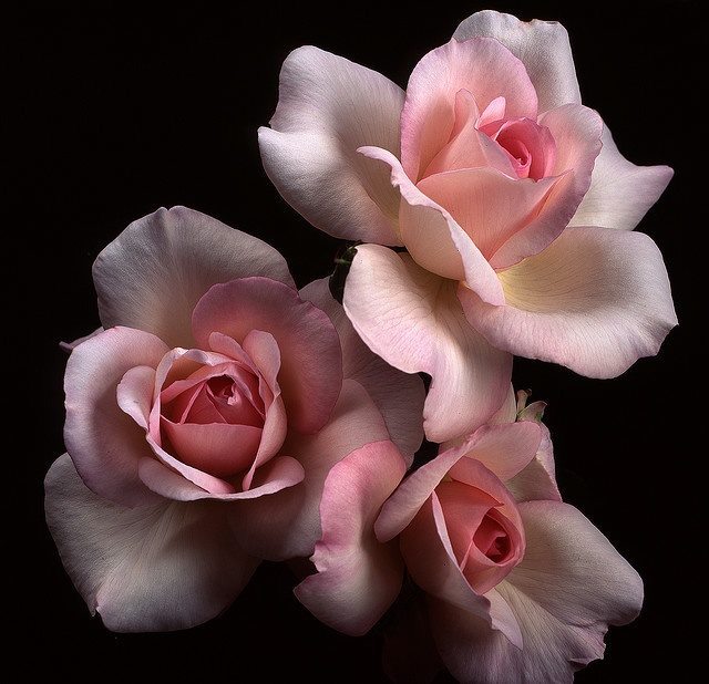 Te regalo una rosa Tumblr_nhler6AwUe1turrjgo1_1280