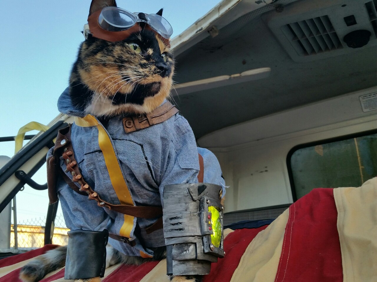 Fallout Cat July 4