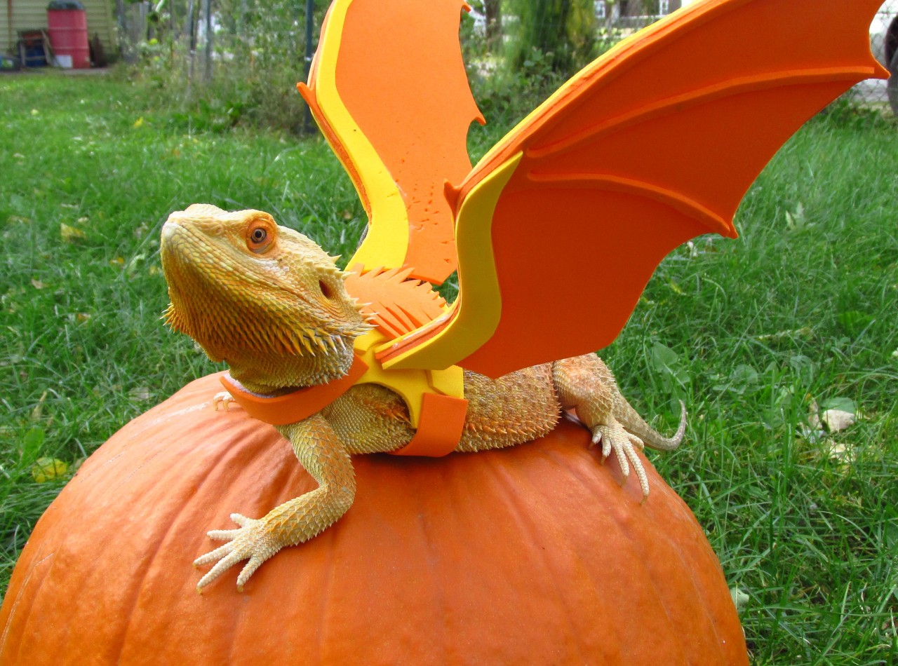 Halloween dragon reptile lizard bearded dragon beardie bettahorse •