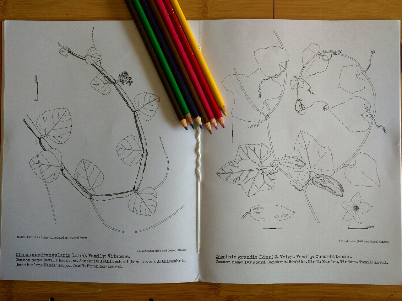 Hand Bound Colouring books 