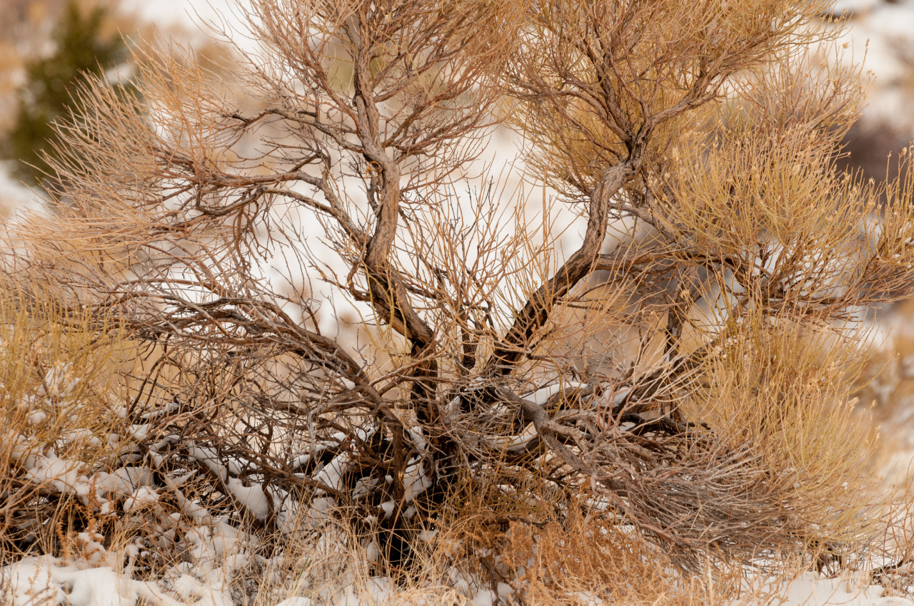  	sage brush by Sam Scholes 	Via Flickr: 	Great Sand Dunes National Park, Colorado  