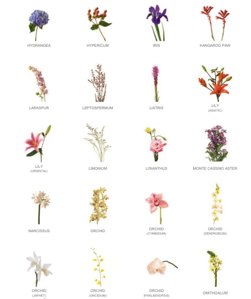 flower names on Tumblr