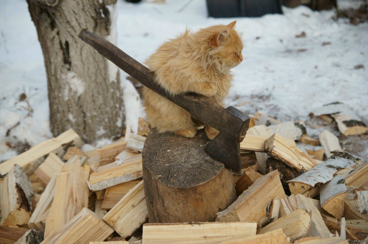 WTF : quand chat couper du bois, hiver sera rude