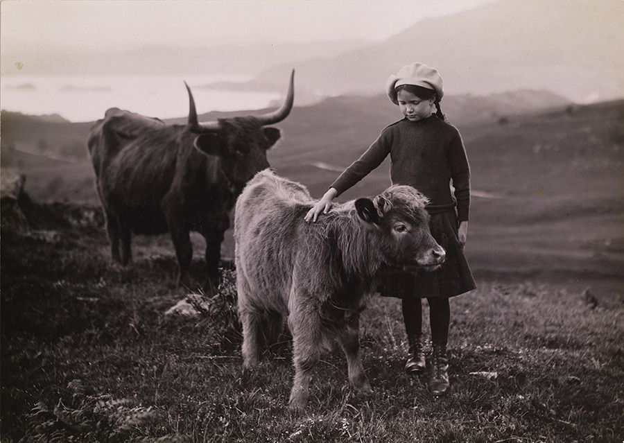A girl pets a calf in Scotland, 1918. Photograph by William Reed, National Geographic Creative