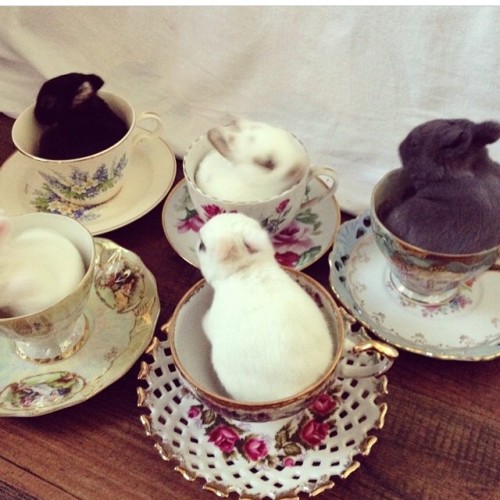 Cute bunnies in cups