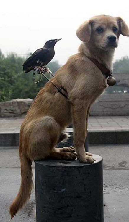 crow riding dog