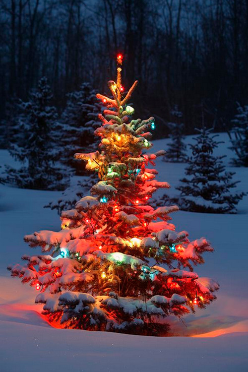 Snowy Christmas Tree Tumblr