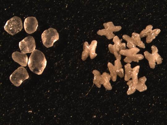 Hoowaki’s X-shaped articles on the right and sand grains on the left. Image credit: Hoowlaki
