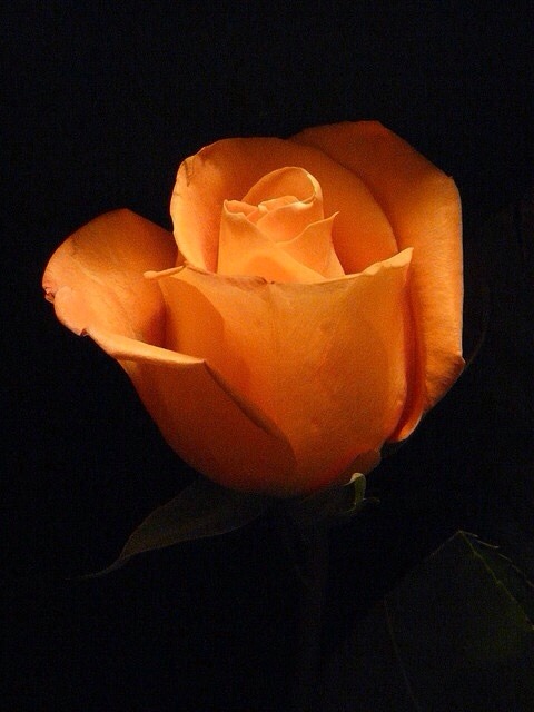 Te regalo una rosa - Página 3 Tumblr_nla9q84vYU1r5hr7wo1_500