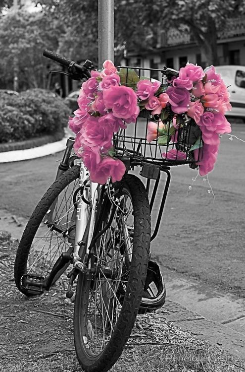 Bicikli (slike) - Page 10 Tumblr_n13mj6nIao1tn1iqdo1_500