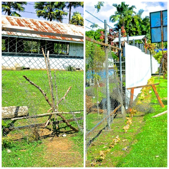 Gaps created in the school's fences following the burglary. 