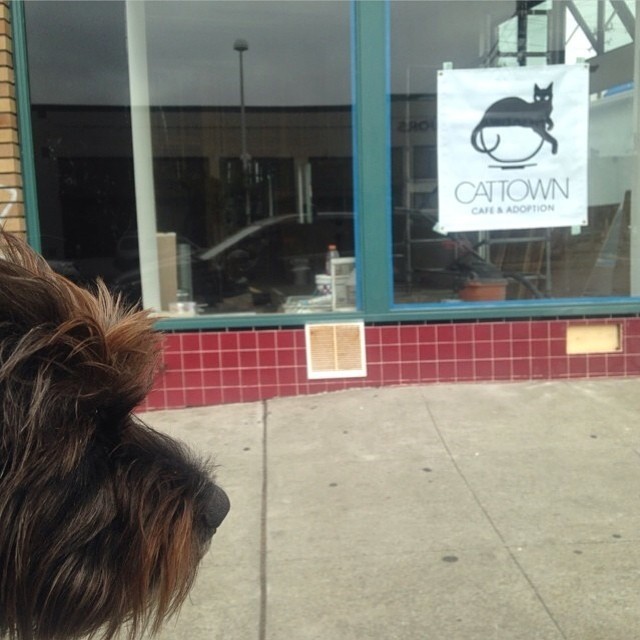 #regram via @reedavaz &ldquo;Porkchop can&rsquo;t wait for the cat cafe!&rdquo; Even dogs are excited about the Cat Town Cafe! Help us hit our $10,000 fundraising goal by donating to www.cattownoakland.org/donate, every $10 you donate gets you a drink ticket for when we open in September!