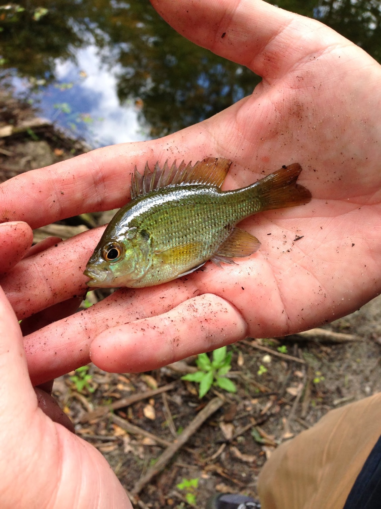 Let's see your baby fish catches! (lots of pics) - Micro Fishing