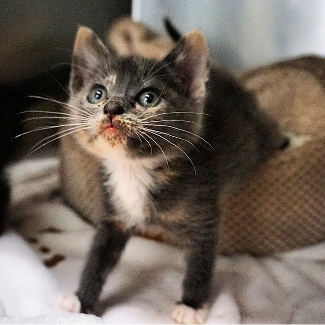 #Regram from OAS volunteer and Cat Town foster Tracy G. of one the three latest Kittens of Cat Town &gt;^. .^&lt;