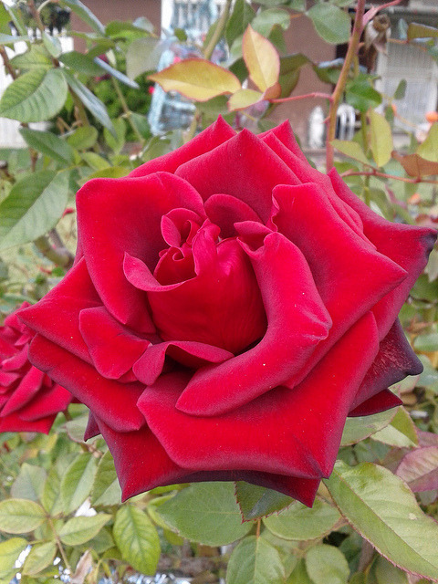 Te regalo una rosa - Página 4 Tumblr_nmn4s9jQ511r8t1x0o1_500