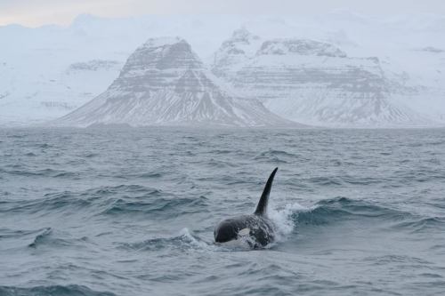 nature-of-earth: blackfishsound: by Baldur Thorvaldsson. Orca bull with his tall and erect dorsal fin breaks through the waves with the magnificent snow-capped Mount Kirkjufell in the background. Great picture! 