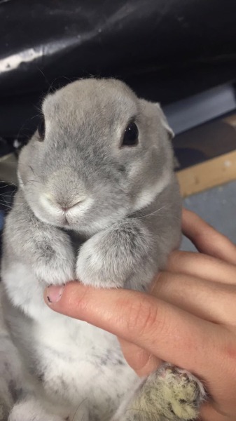 17 Bunnies For All The Sad People Out There Tumblr_nphc0e0b4Q1rnp5dwo1_400