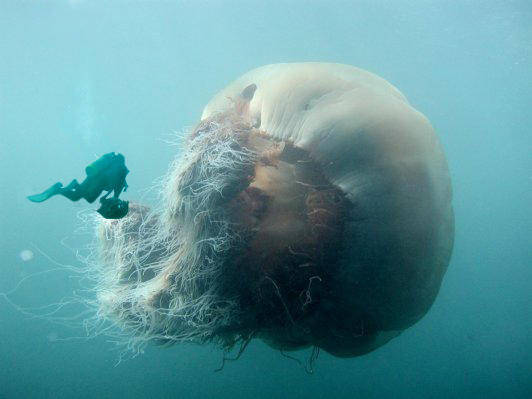 Rihanna medusa