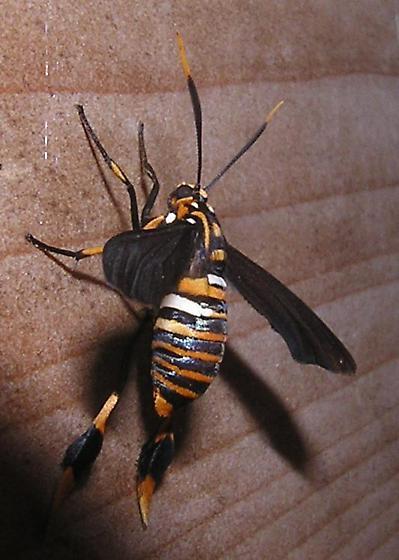 texas wasp moth...