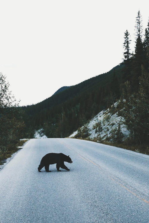 ikwt:



Why did the bear cross the road? 🐻 (bdorts) | instagram