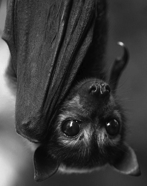 scary cute Bat beautiful horror black dark vampire gothic silver-bee •