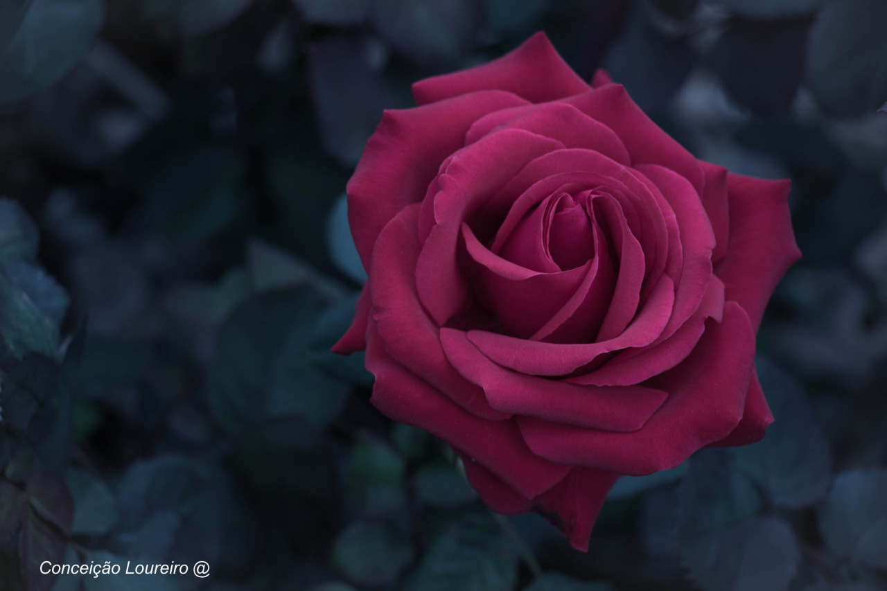 Te regalo una rosa - Página 3 Tumblr_nm2agxkFMJ1qh41oao1_1280