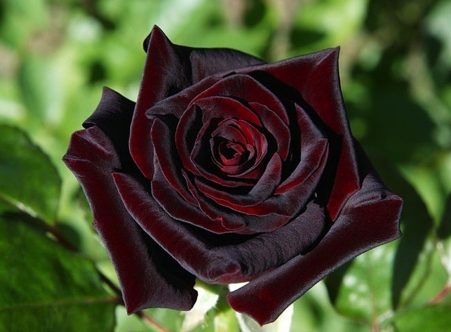 Te regalo una rosa - Página 2 Tumblr_nao0j39WEh1sex8pwo1_1280