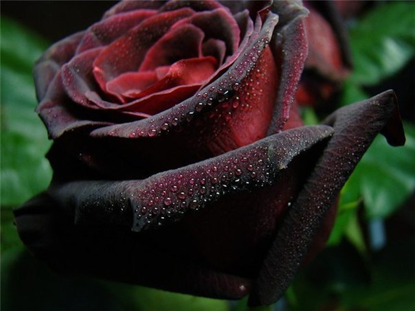 Te regalo una rosa - Página 2 Tumblr_nao0j39WEh1sex8pwo4_1280