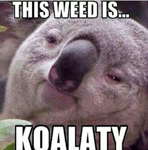 Funny koala