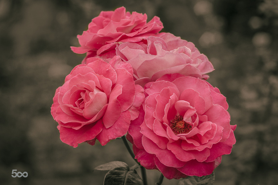 Te regalo una rosa - Página 4 Tumblr_nlodvvD1Gb1ssk8cyo1_1280