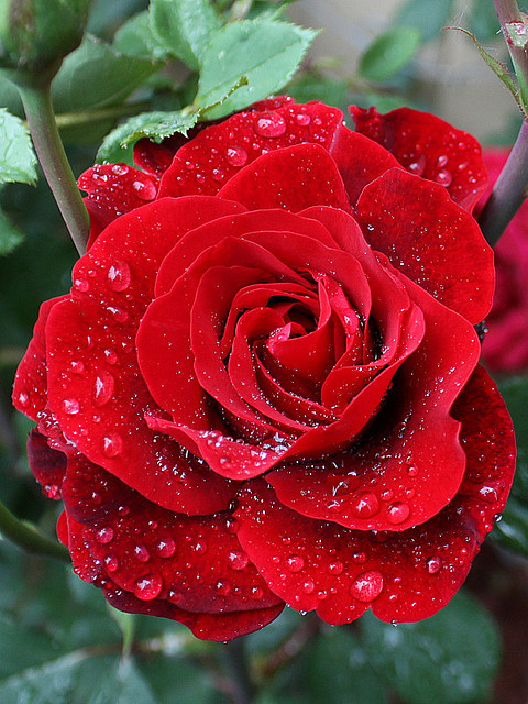 Te regalo una rosa - Página 3 Tumblr_nfjykhrDMW1spv306o1_500