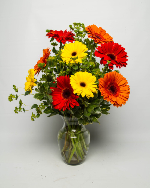 red and yellow gerbera daisies