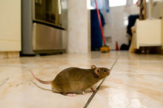Pest Control Information: The Good Qualities of a Reliable Pest Control  Company