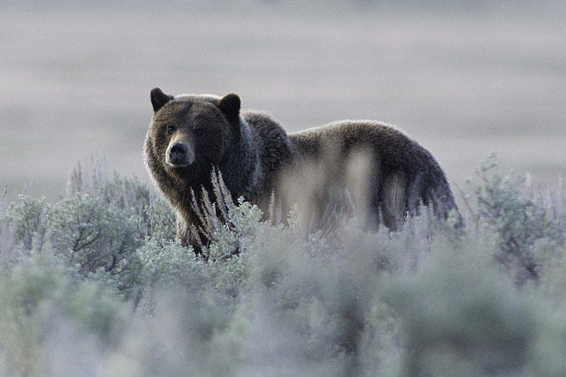 valscrapbook:

grizzly and sage by Steve Courson on Flickr.
