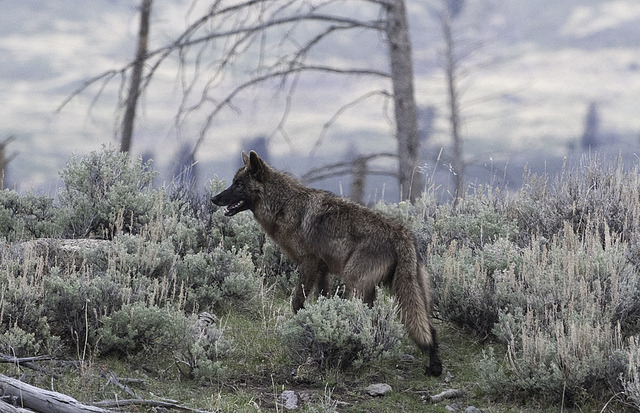 valscrapbook:

wolf in yellowstone by Steve Courson on Flickr.
