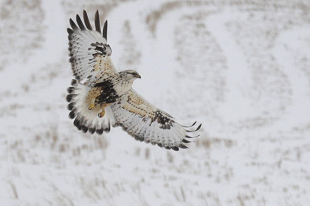 valscrapbook: rough-legged hawk by Steve Courson on Flickr. 