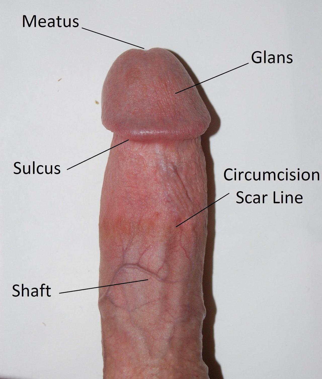 Skin holes on penis