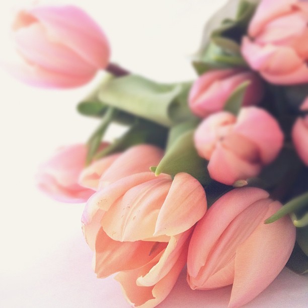 Piccole curiosità: Tulipano e Crisantemo Tumblr_m8161zUeHX1rcvua9o1_1280