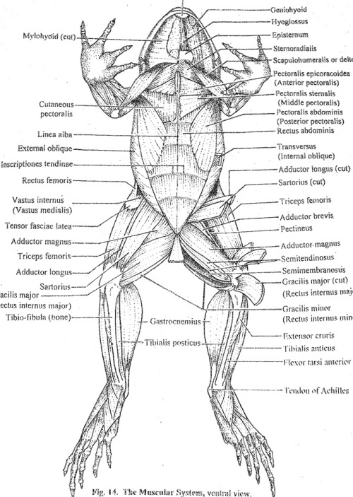 Frog Muscle 111