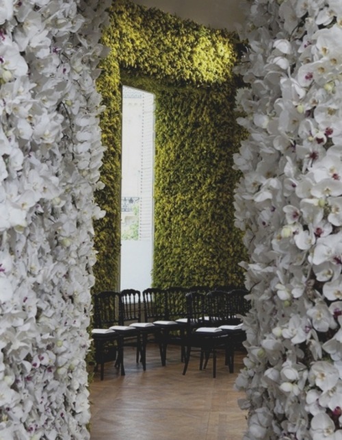 mur d'orchidées blanches