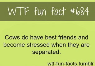Did you KNOW?! - (and other useless facts!) - Page 2 Tumblr_mei8g4dhAZ1rlx4kxo1_400